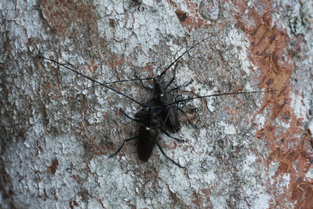 Cerambycidae: coppia di Monachamus sartor? S.